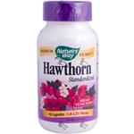 Hawthorn helps promote cardiovascular health by improving blood circulation. It lowers blood pressure and cholesterol, resulting in healthier coronary blood vessels which in turn eases the nutrient flow to the heart muscle..